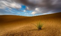 166 - AFTER THE RAIN - AL-MUSHAIFRI ABDULLA - qatar